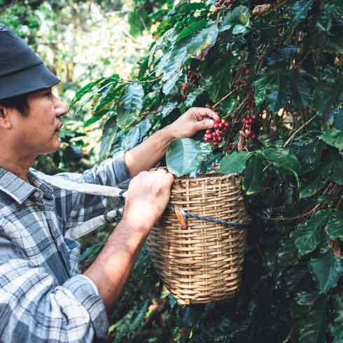 越南咖啡行业的价值链脱碳